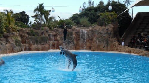 Parques Temáticos en Tenerife - Loro Parque y Siam Park - Parchi a Tema a Tenerife | Parki rozrywki na Teneryfie